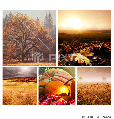 Autumn collage 8179828