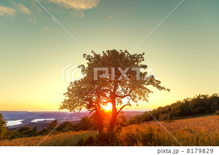 Alone tree Alone tree 8179829