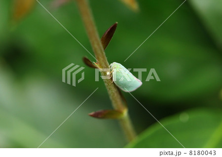 アオバハゴロモ 8180043