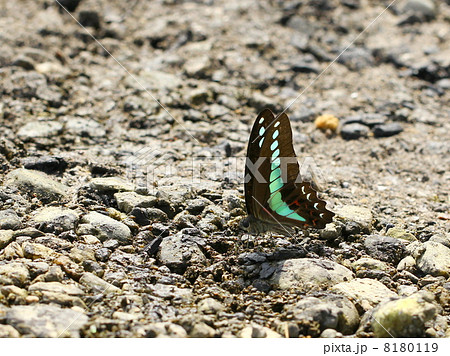 アオスジアゲハ 8180119