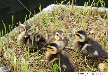 カルガモの赤ちゃん達 8180477