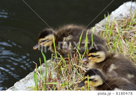カルガモの赤ちゃん達 カルガモの赤ちゃん達 8180478