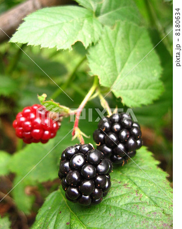 ブラックベリー 縦 ブラックベリー 縦 8180634