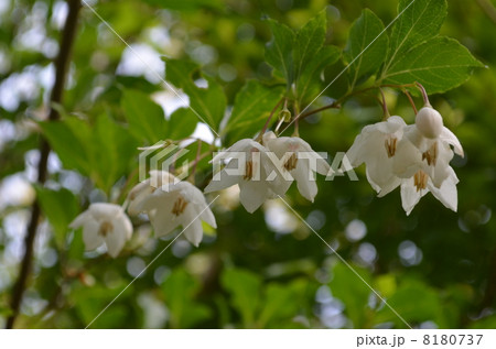 エゴノキ エゴノキ 8180737