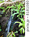 熱帯温室の癒しの小滝 8181080