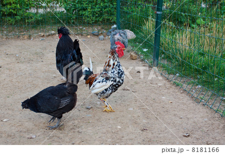 cock Bantam cock Bantam 8181166