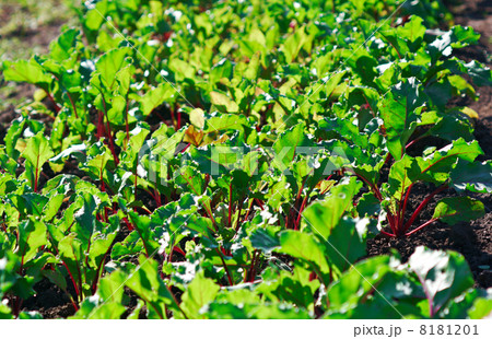 Row of green beet sprouts 8181201