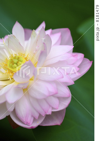 開元寺蓮 8181479