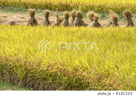 収穫のとき 8182203