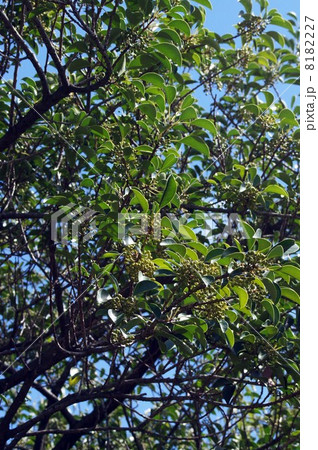 初秋の頃・青い実を付けたクロガネモチ 8182227