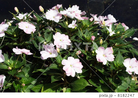 満開のニューギニアインパチェンス 満開のニューギニアインパチェンス 8182247