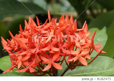 サンタンカ　花 8182475