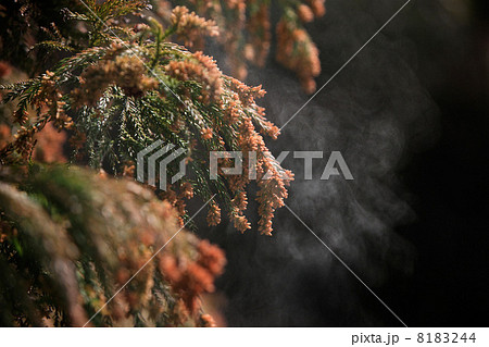 杉の花粉 8183244