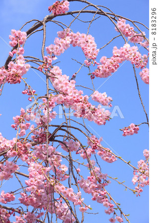 嵐山の桜 8183296