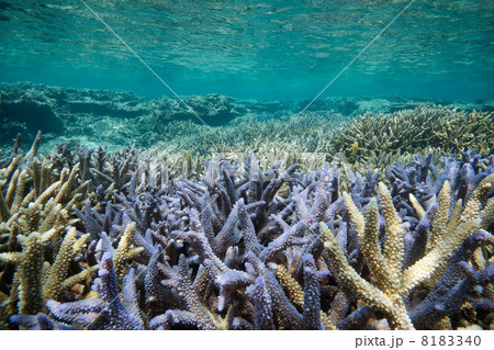 宮古島・エダサンゴ 宮古島・エダサンゴ 8183340