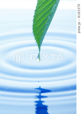 新緑の葉っぱとしずく 8183370