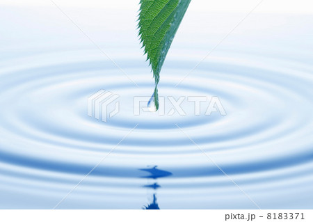 新緑の葉っぱとしずく 8183371