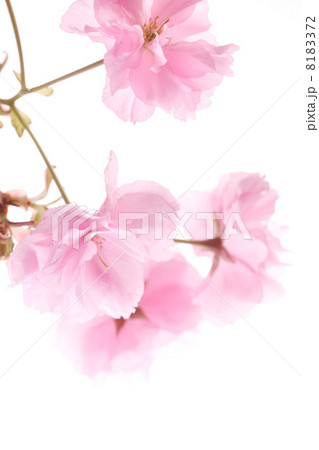 サトザクラ 8183372