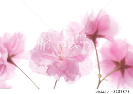 サトザクラ 8183373