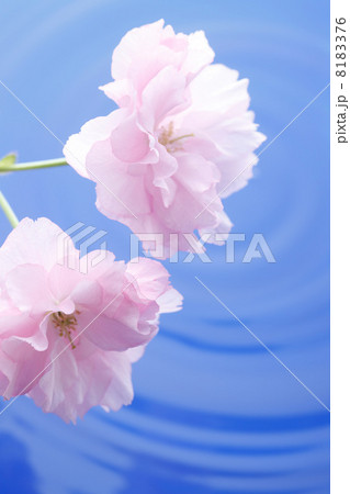 サトザクラと水面 8183376