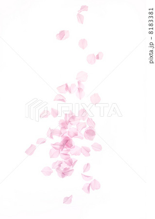 桜の花弁 桜の花弁 8183381