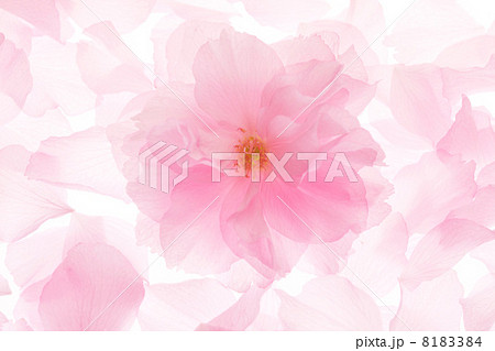 桜の花弁 桜の花弁 8183384