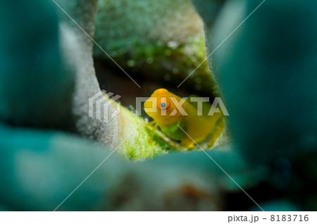 宮古島・インドカエルウオ 8183716