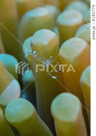 宮古島・アカホシカクレエビ 8183776