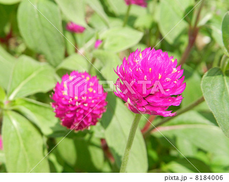 センニチコウ（千日紅） 8184006