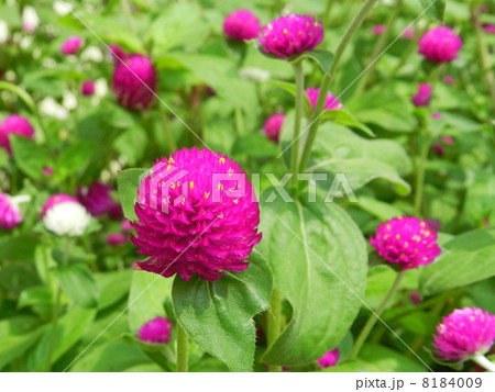 センニチコウ（千日紅） 8184009