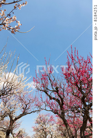 大阪城公園梅林の梅 大阪城公園梅林の梅 8184251