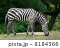 草を食むシマウマ 8184366
