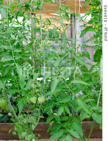 tomato plants in greenhouse tomato plants in greenhouse 8184940