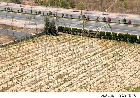vineyard vineyard 8184946