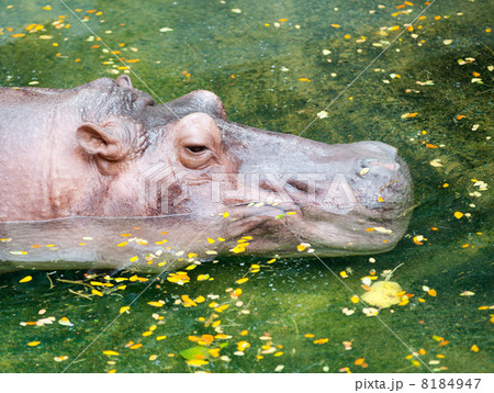 hippopotamus 8184947