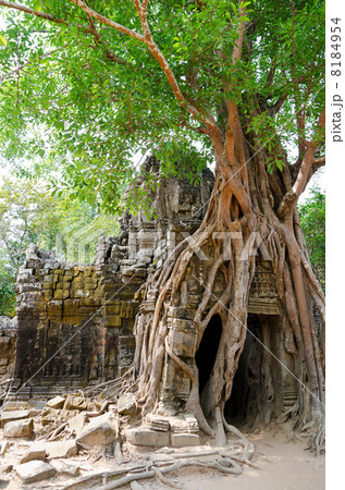 banyan rooting in Angkor 8184954