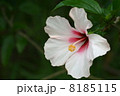 右ハイビスカス 8185115