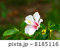 白いハイビスカス 8185116
