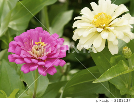 ヒャクニチソウ　花　白色桃色 8185137