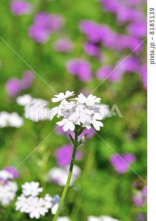 バーベナ バーベナ 8185139