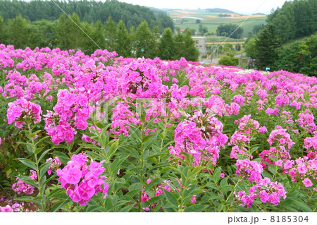 美瑛　四季彩の丘 8185304