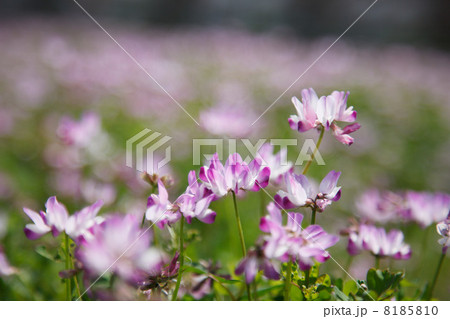 レンゲ畑 8185810