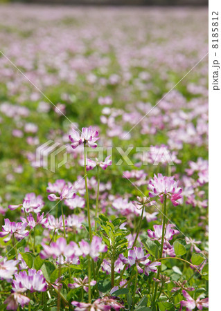 レンゲ畑 8185812