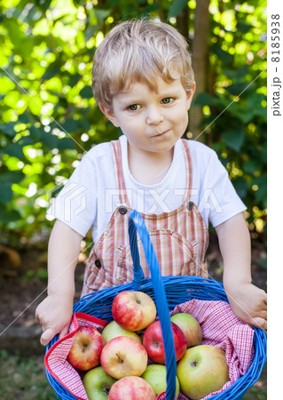 Little baby boy with basket full of apples 8185938