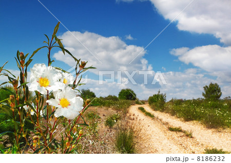 Beautiful flowers by the road on nature. 8186232