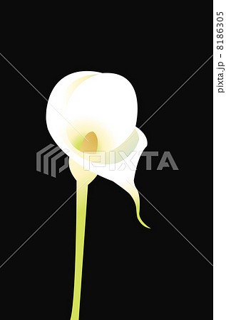Calla Lily 8186305