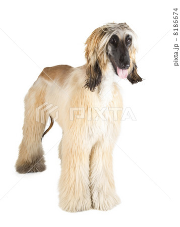 Afghan Hound 8186674
