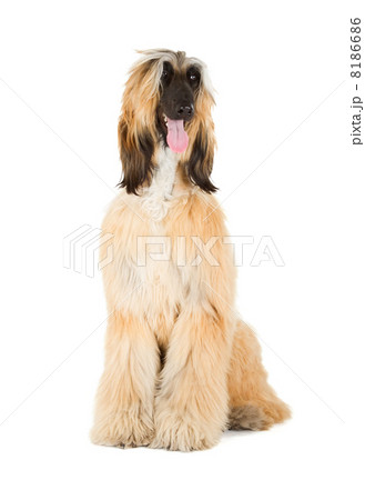 Afghan Hound 8186686