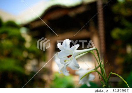 百合の花　大巧寺　鎌倉 8186997