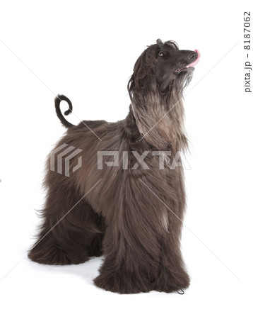 Afghan Hound 8187062